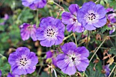 GERANIUM BUXTONS BLUE, HARDY PERENNIAL