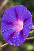 IPOMOEA UNCLE OTTO,