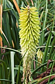 KNIPHOFIA PERCYS PRIDE