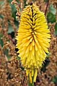 KNIPHOFIA SPANISH GOLD