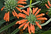 LEONOTIS LEONURUS,