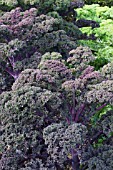 BRASSICA OLERACEA, CURLY KALE RED BOR