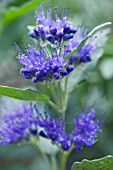 CARYOPTERIS HEAVENLY BLUE