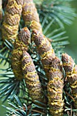 CEDRUS ATLANTICA GLAUCA, MALE CONES SHEDDING POLLEN