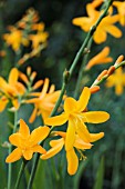 CROCOSMIA GEORGE DAVISON