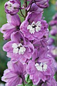 DELPHINIUM MAGIC FOUNTAIN PINK SHADES