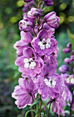 DELPHINIUM MAGIC FOUNTAIN PINK SHADES,