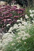 PENNISETUM VILLOSUM & SEDUM MATRONA