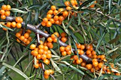 HIPPOPHAE RHAMNOIDES, SEA BUCKTHORN