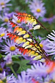 IPOMOEA LOBATA & ASTER X FRIKARTII MONCH