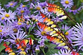 IPOMOEA LOBATA & ASTER X FRIKARTII MONCH