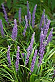 LIRIOPE MUSCARI