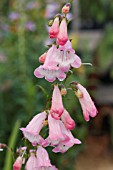 PENSTEMON APPLE BLOSSOM