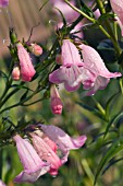PENSTEMON APPLE BLOSSOM