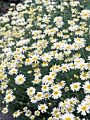 ANTHEMIS TINCTORIA, HARDY PERENNIAL, AUGUST