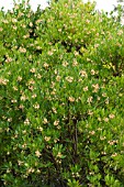 ARBUTUS UNEDO, STRAWBERRY TREE, EVERGREEN HARDY TREE, SEPTEMBER