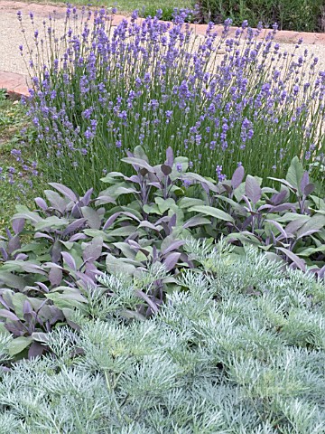 ARTEMISIA_SALVIA__LAVENDULA__WORMWOOD_PURPLE_SAGE_LAVENDER_SENSORY_GARDEN_HERBS_AUGUST