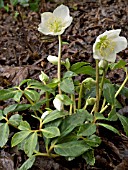 HELLEBORUS NIGER (CHRISTMAS ROSE)