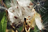 ASCLEPIAS RED BUTTERFLY, SEEDPODS WITH EXPLODED SEEDS