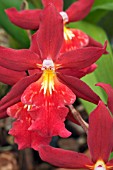 BURRAGEARA LIVING FIRE BURING EMBERS, TENDER ORCHID, SEPTEMBER