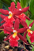 BURRAGEARA LIVING FIRE BURING EMBERS, TENDER ORCHID, SEPTEMBER