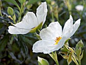 CISTUS LADANIFERA, HARDY EVERGREEN SHRUB, AUGUST