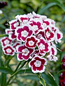 DIANTHUS BARBATUS, BIENNIAL, SEED-RAISED SWEET WILLIAM, AUGUST