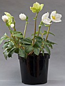 HELLEBORUS NIGER IN POT(CHRISTMAS ROSE)