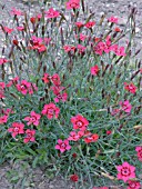 DIANTHUS DELTOIDES