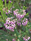 ERICA TERMINALIS, TREE HEATHER, HARDY PERENNIAL, SEPTEMBER