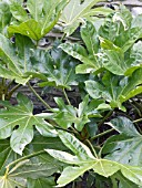 FATSIA JAPONICA VARIEGATA