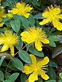 HYPERICUM CALYCINUM