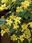 JASMINUM HUMILE, SUMMER-FLOWERING HARDY CLIMBER, AUGUST