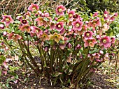 HELLEBORUS ORIENTALIS(LENTEN ROSE)