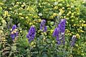 ACONITUM X CAMMARUM BICOLOR & CLEMATIS TANGUTICA