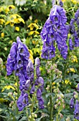 ACONITUM X CAMMARUM BICOLOR & CLEMATIS TANGUTICA