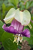 COBEA SCANDENS