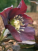 HELLEBORUS ORIENTALIS(LENTEN ROSE)