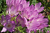 COLCHICUM SP, AUTUMN FLOWERING BULB