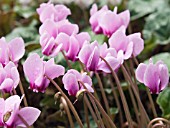 CYCLAMEN HEDERIFOLIUM, HARDY AUTUMN FLOWERING BULB