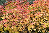 FORSYTHIA MANDSHURICA, HARDY DECIDUOUS SHRUB