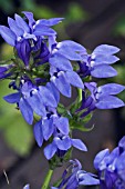 LOBELIA SIPHILITICA, HARDY PERENNIAL