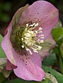 HELLEBORUS ORIENTALIS(LENTEN ROSE)