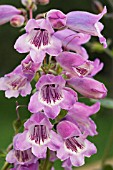 PENSTEMON SOUR GRAPES, HARDY PERENNIAL