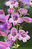 PENSTEMON SOUR GRAPES, HARDY PERENNIAL