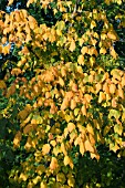 ACER SPICATUM, HARDY MAPLE, AUTUMN COLOUR, SEPTEMBER