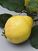 CYDONIA OBLONGA VRANJA, QUINCE