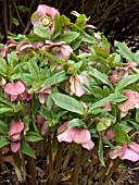 HELLEBORUS ORIENTALIS(LENTEN ROSE)