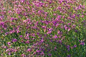 LYTHRUM VIRGATUM