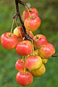 MALUS X ROBUSTA, HARDY TREE, OCTOBER